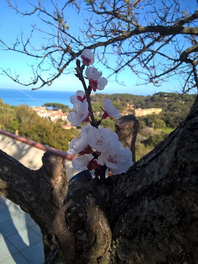 Elba Residence Capoliveri  Italy